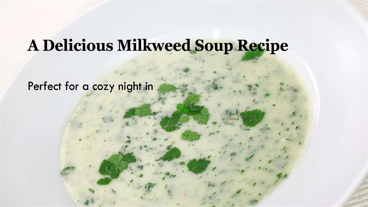 Milkweed Soup Recipe